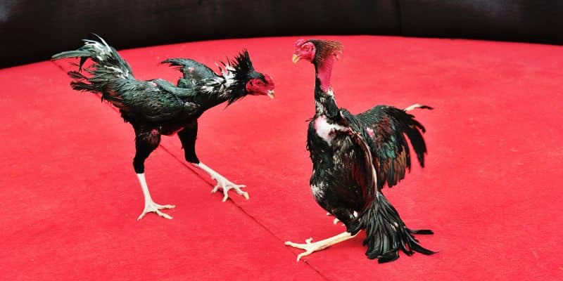 Các bước chăm sóc chuẩn mực cho gà đá con