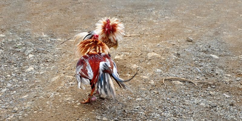 Tầm quan trọng của giai đoạn nuôi gà con